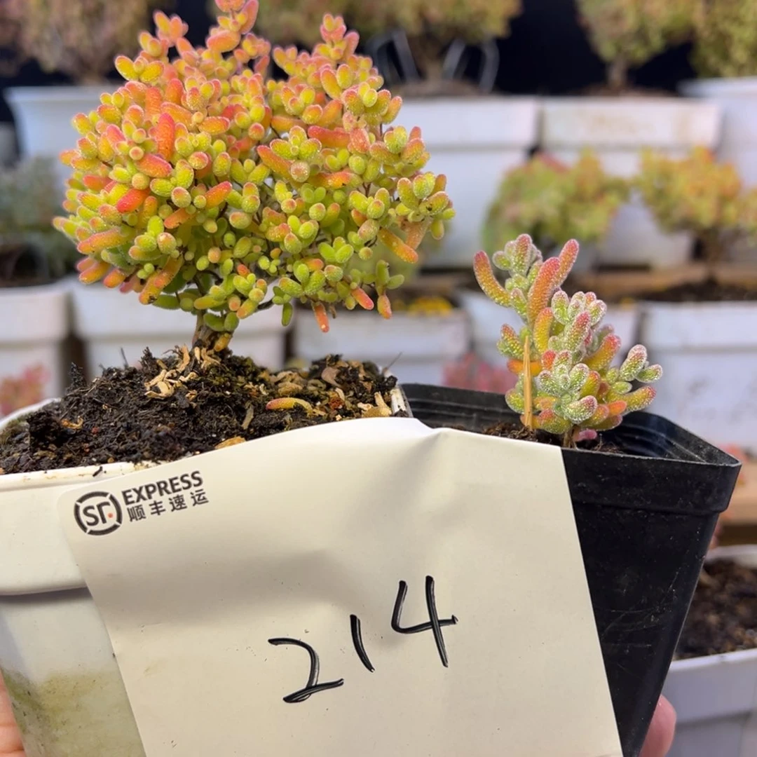 8厘米蜜橘和冰晶214➕小惊喜