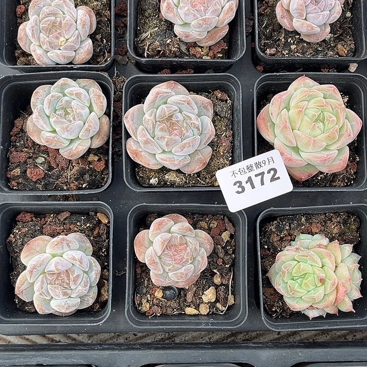 阿雅园艺。         3172