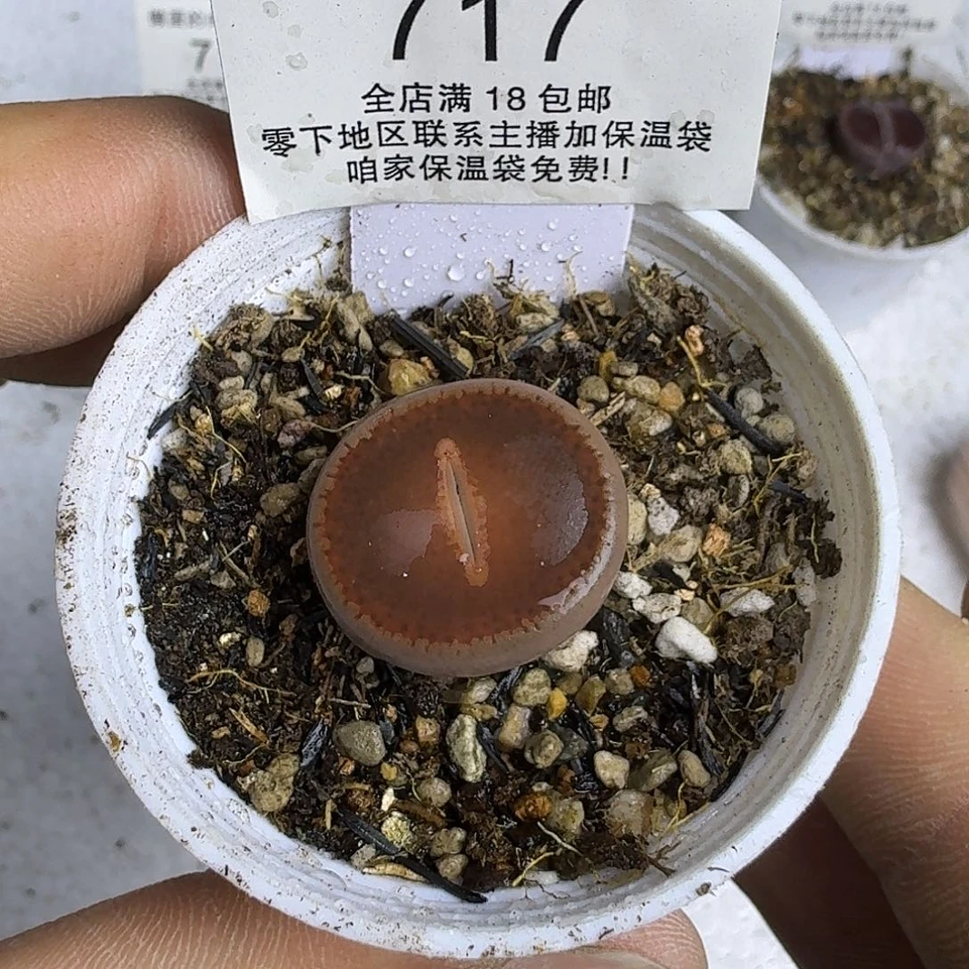 717盆口5公分 满18包邮