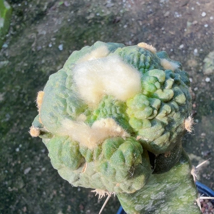 骑***阳无花朵746榴尤大型蛋怒牡丹东五