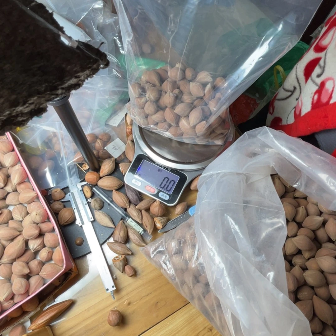 陈***希手串/手链橄榄核1