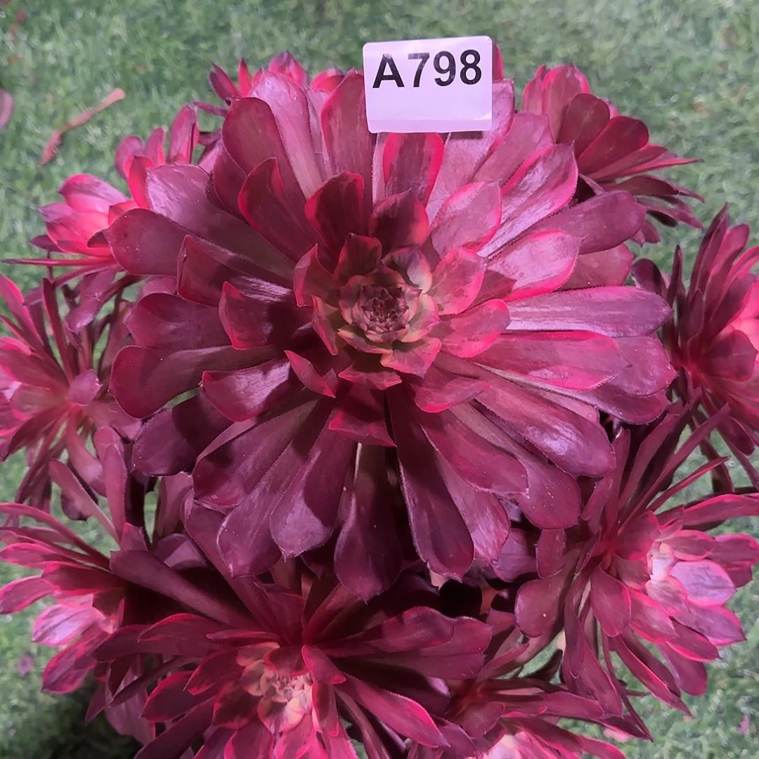 多肉植物烟花798