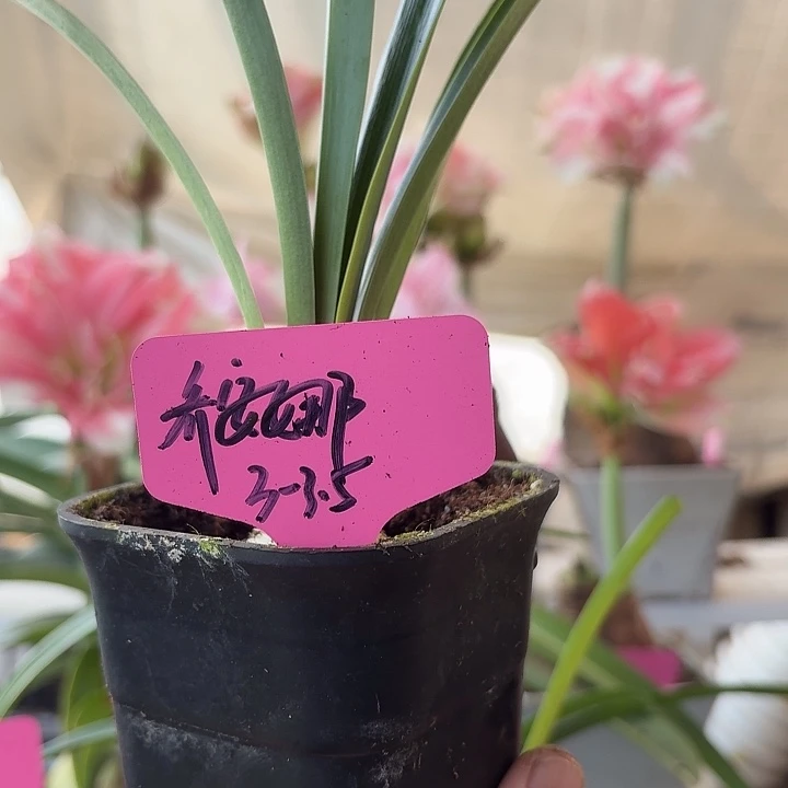 无花朵乔安娜朱顶红直径3-3.5