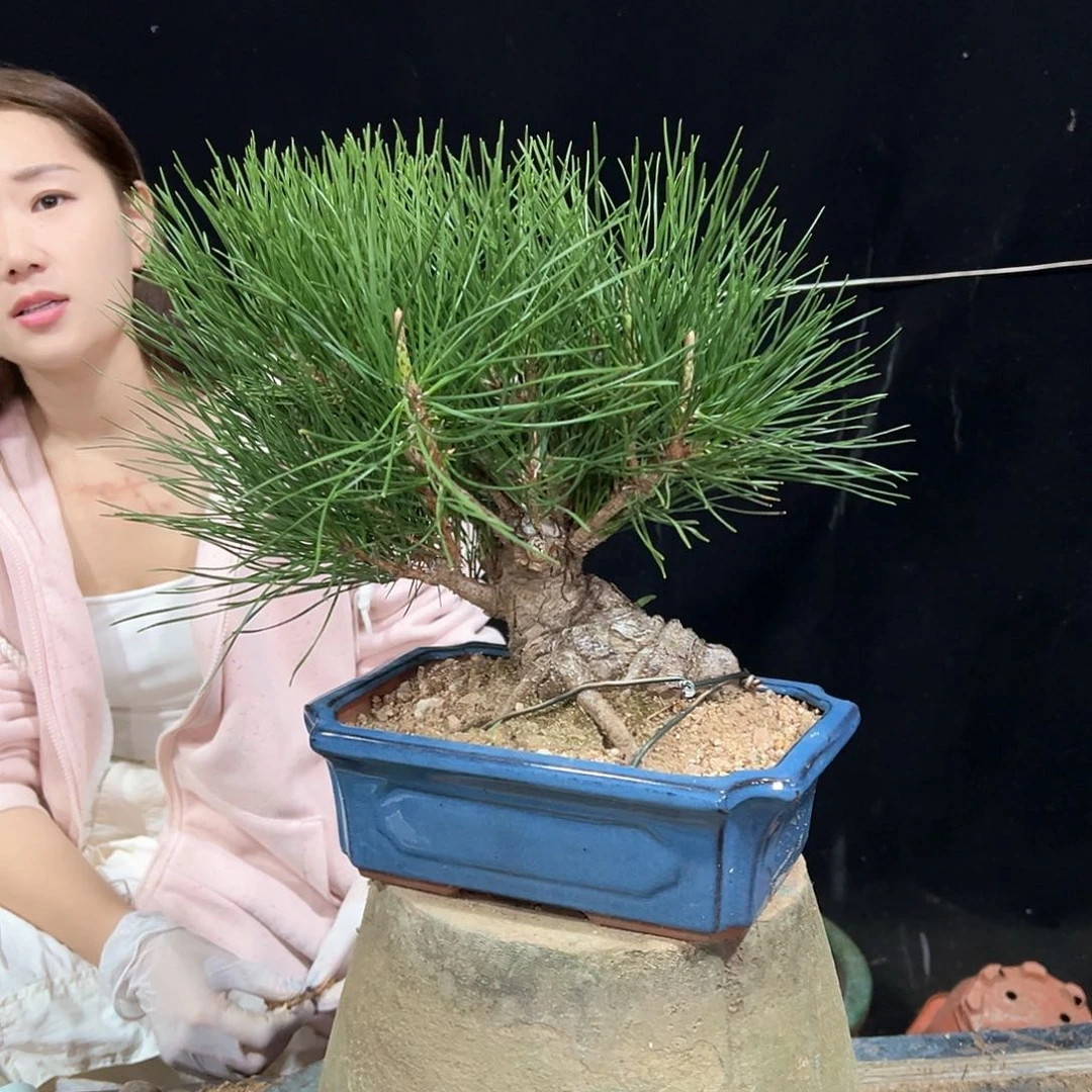 无花朵黑松盆口lao zhuang