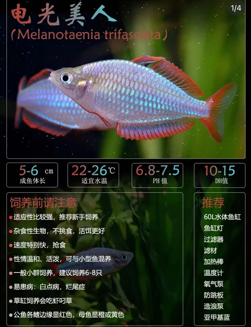 3条 电光美人小型热带观赏鱼