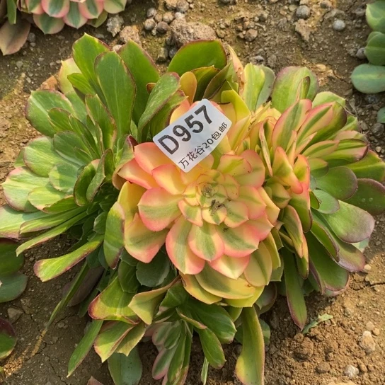 957绍修七彩多肉植物
