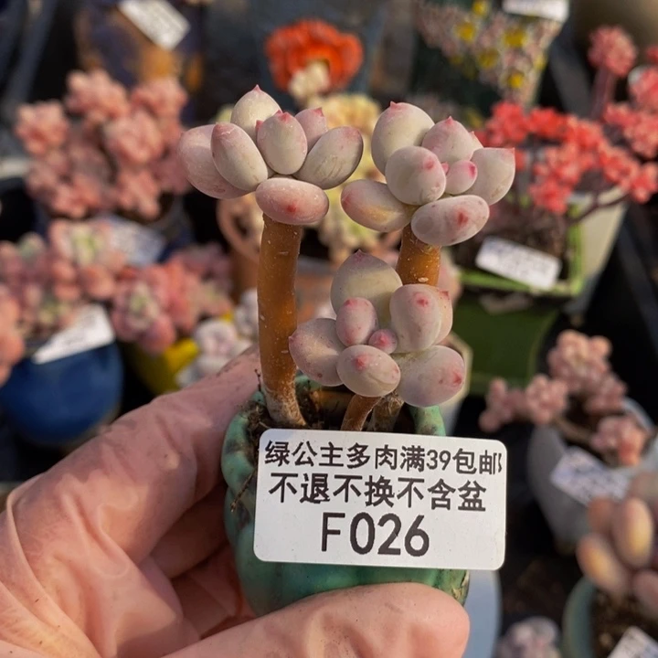 四代苹果奶026多肉植物