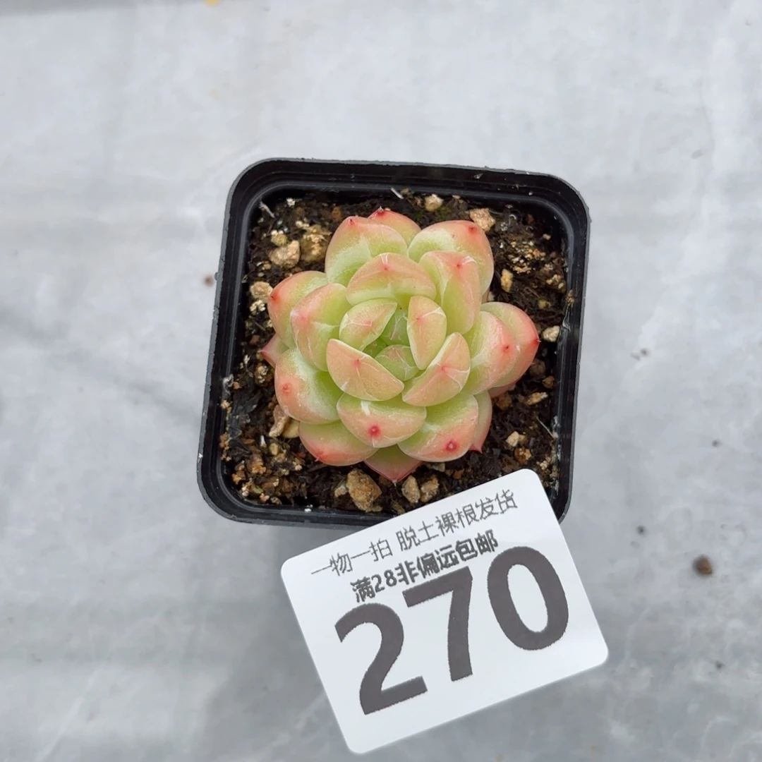 优选珍妮无盆土发货