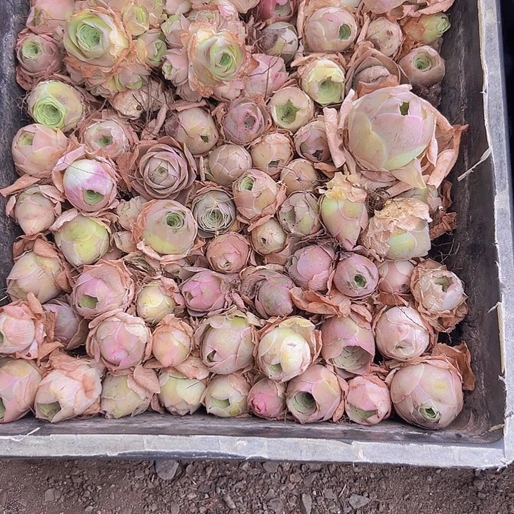 x***c山地玫瑰多肉植物61