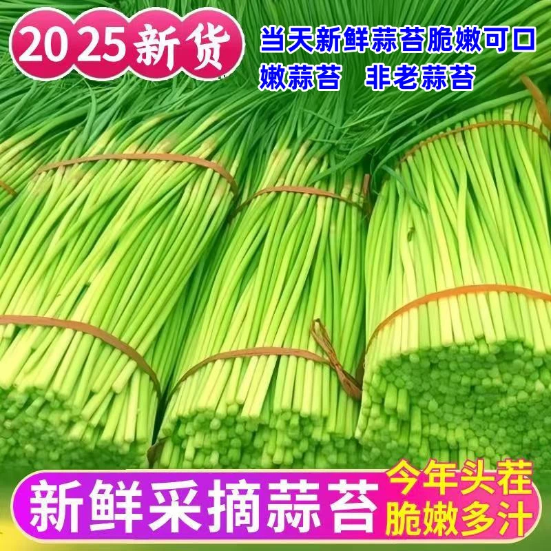 25年当季新蒜苔 当天采摘打包 不泡水鲜蒜苔非老蒜苔