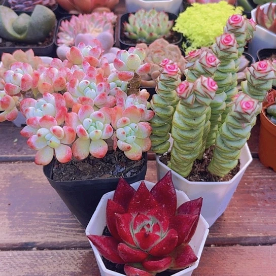 罗琦带香味➕钱串锦➕罗卡