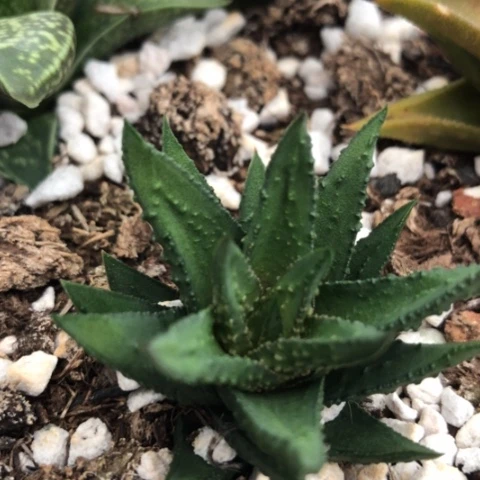 松塔掌硬叶多肉植物