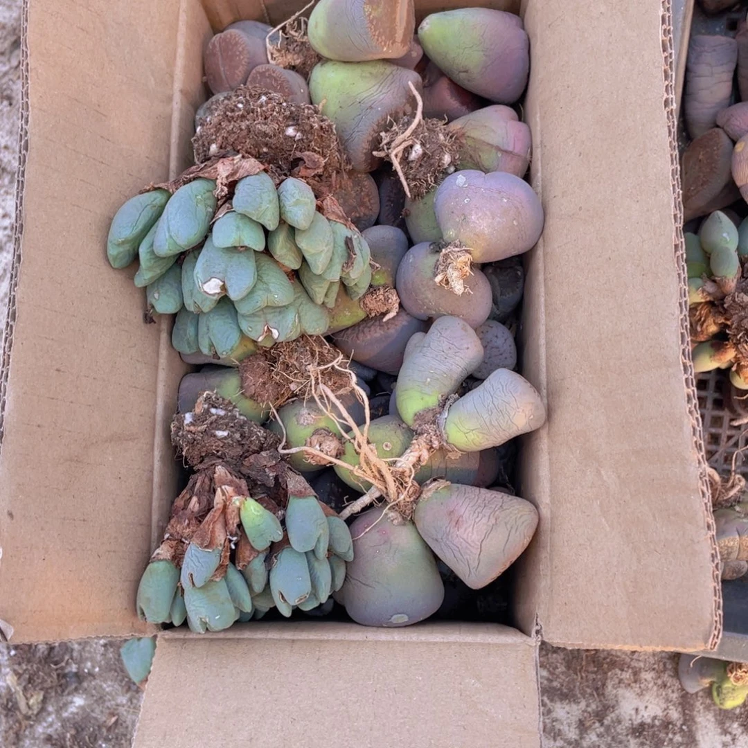 一箱母本8888888888