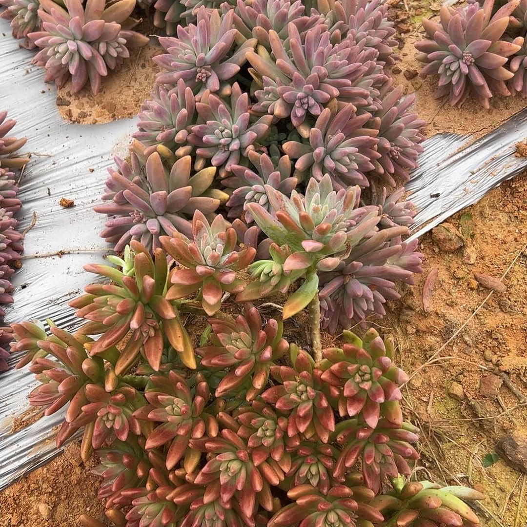 秋丽多肉2棵发货25尺寸