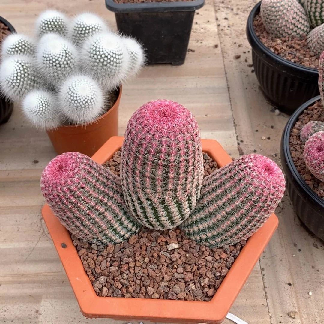 L*琴仙人球的世界里有