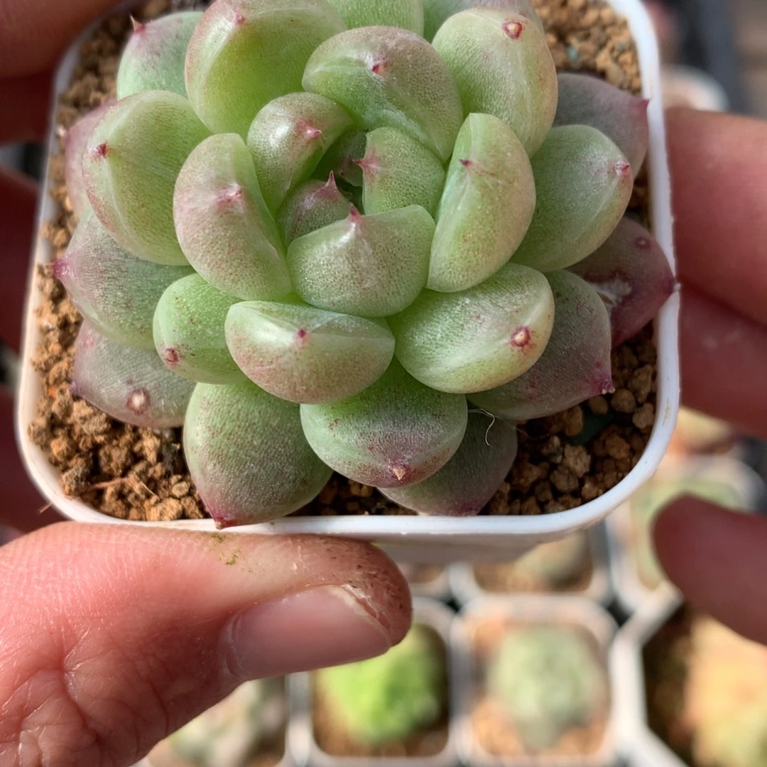 东云油亮勾叶。      7号