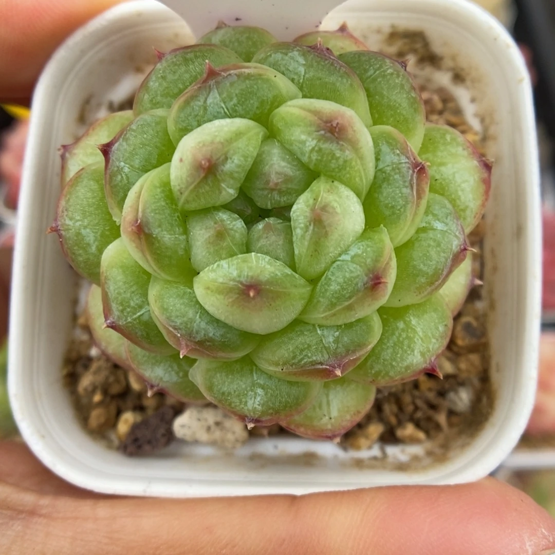 绿泡泡珍妮可拍521号