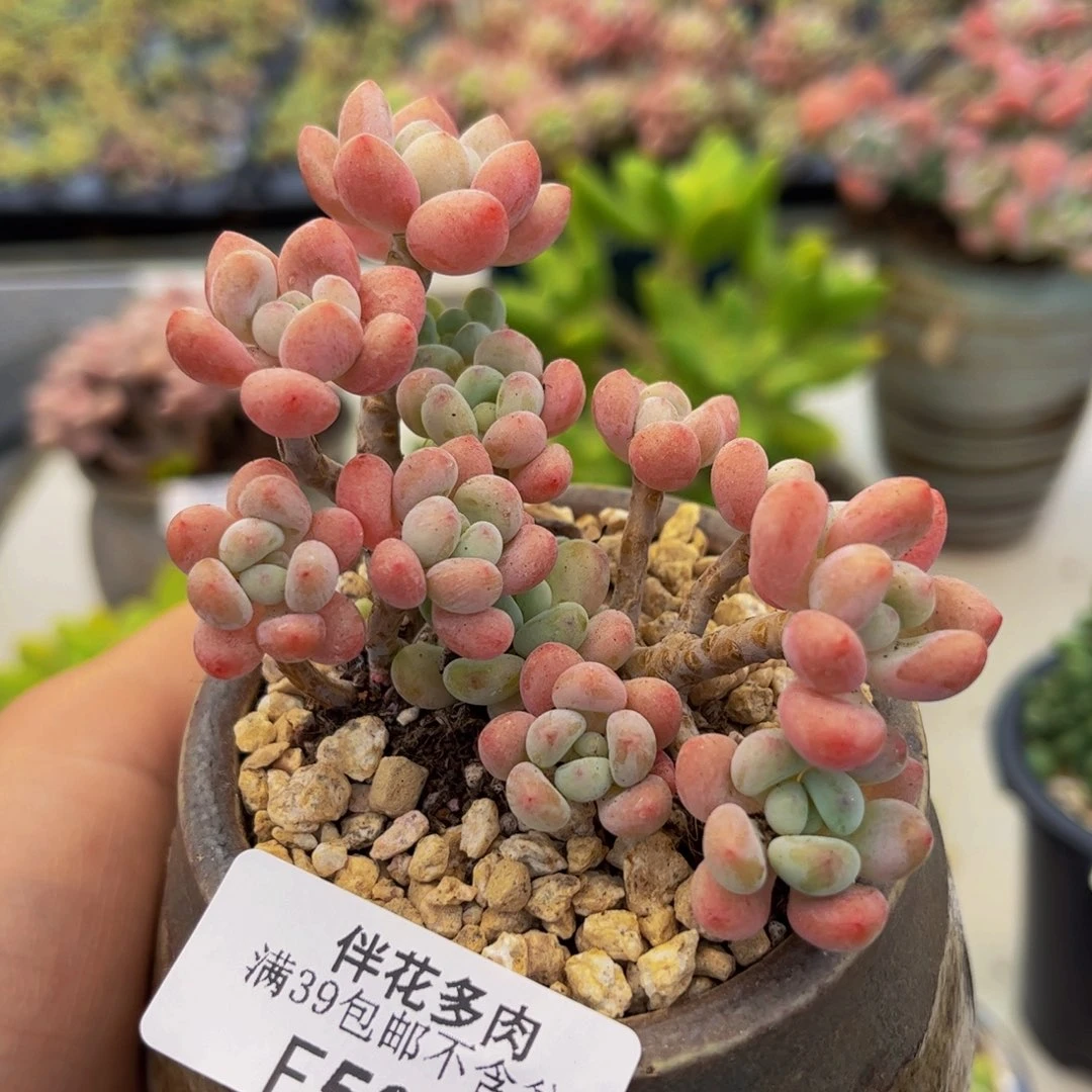 500-鱼子酱老桩多肉7cm