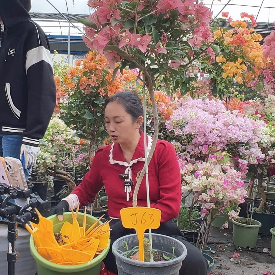 幺***捌大部分花苞少量开放J63卡亚塔