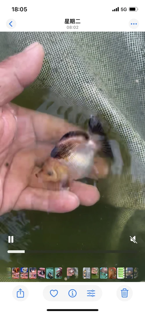 3 - 5cm精品玛丽泰狮金鱼鱼苗冷水淡水观赏活体鱼苗