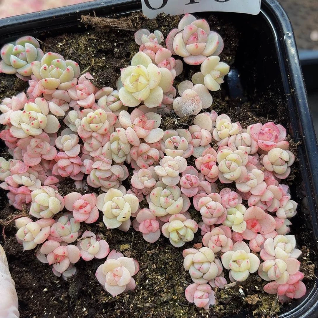 多肉植物多肉植物646