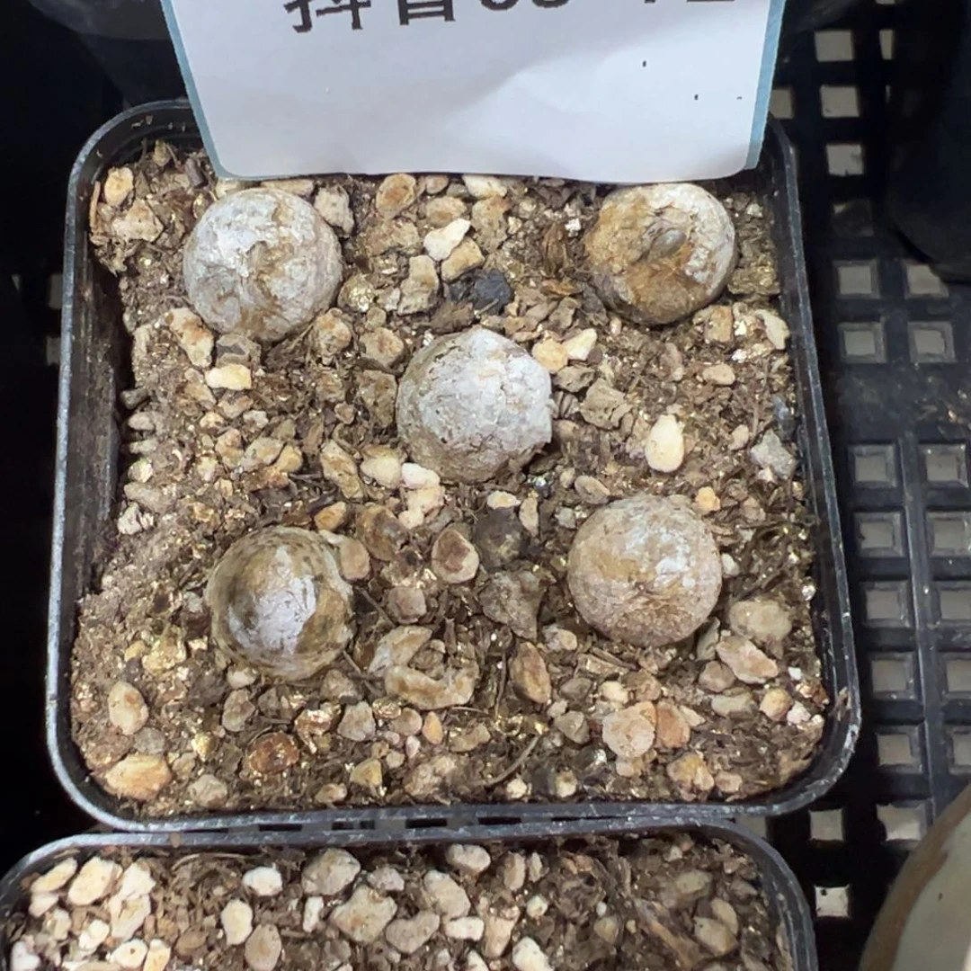 9-72灯泡多肉植物