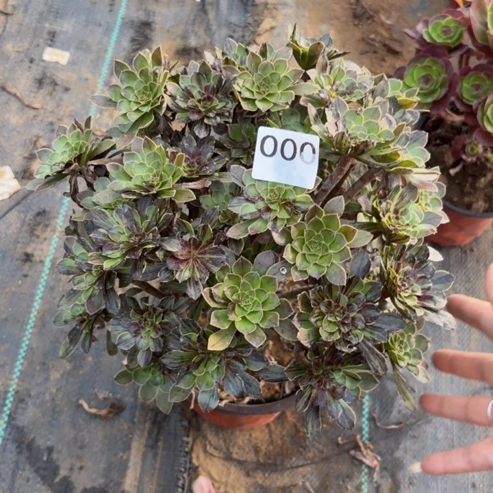 水墨丹青多肉植物不包损000