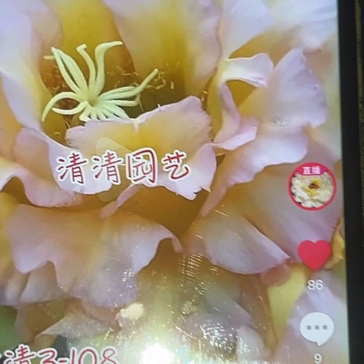 清清3-108根瑕疵有干折