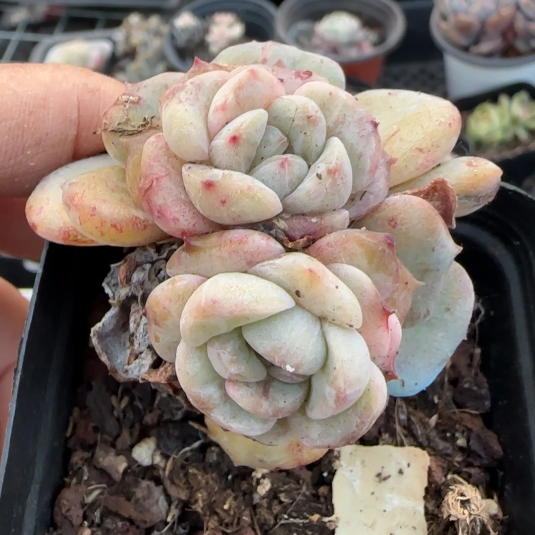 多肉小卡拉米糖心一物一拍