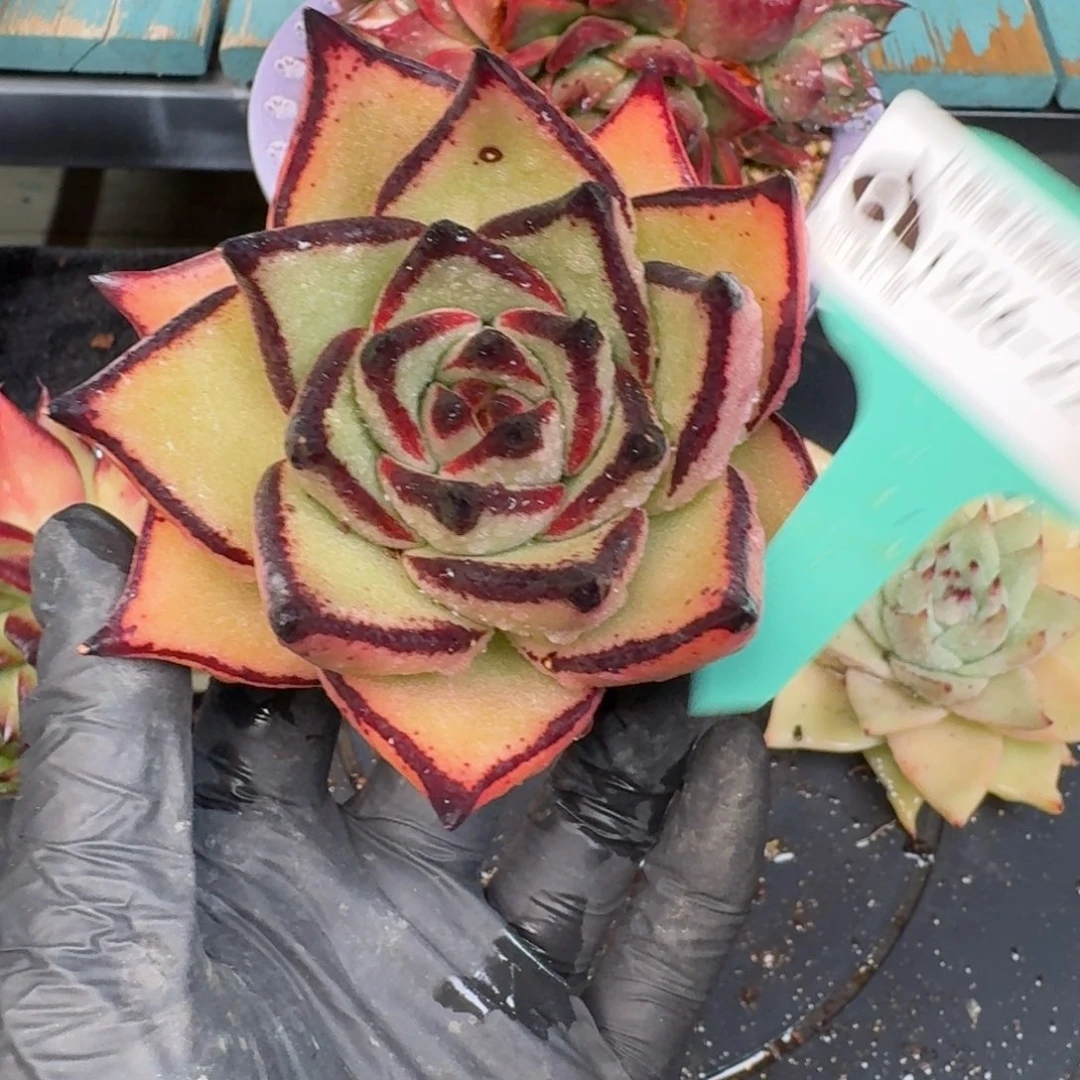 从前慢多肉精选编号1226.225