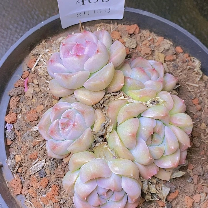 【闪购商品】云489