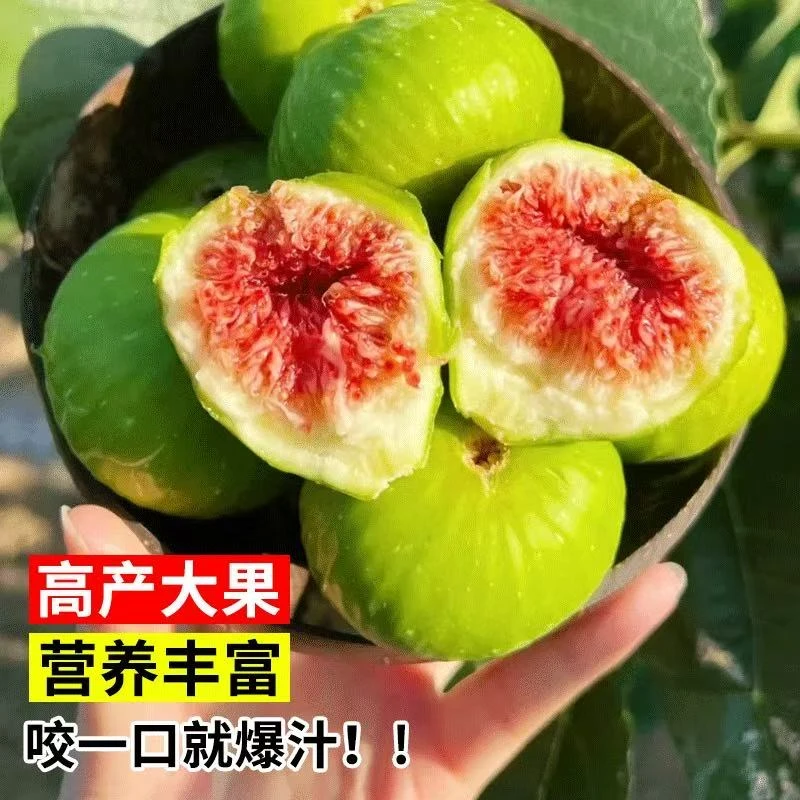 对版无花果树苗 多品种原盆原土  丰产超甜  庭院阳台种植