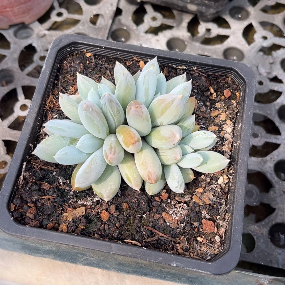 风**华多肉植物多肉植物
