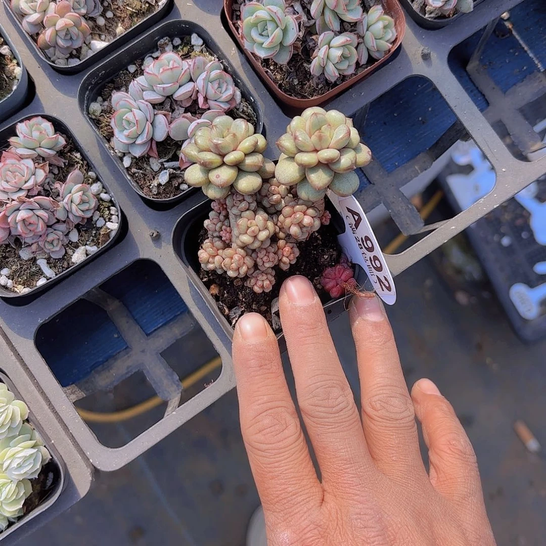 A992葡萄一物一拍