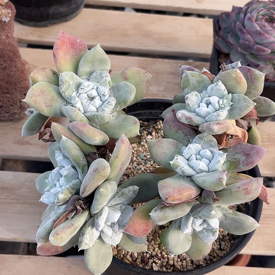 小鹿多肉一物一拍