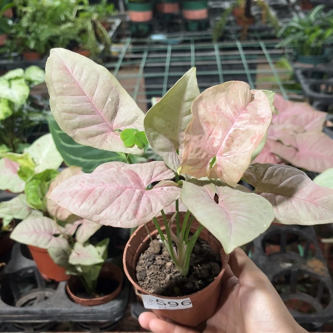 完全开放596 糖果纸屑