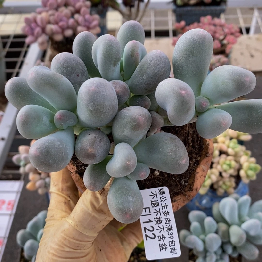 米可奶酪122/10c m