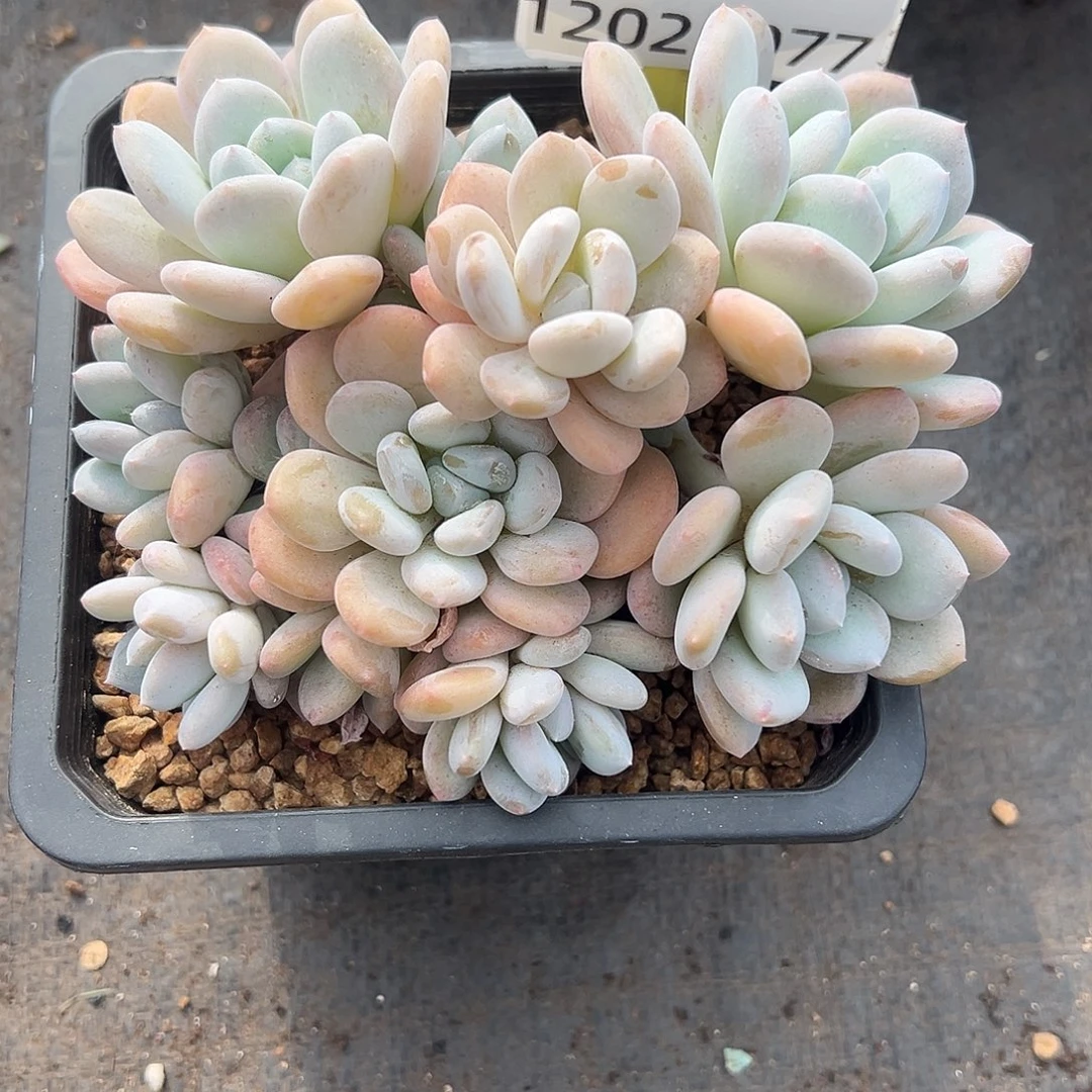 12025077 米雪美人群生12头