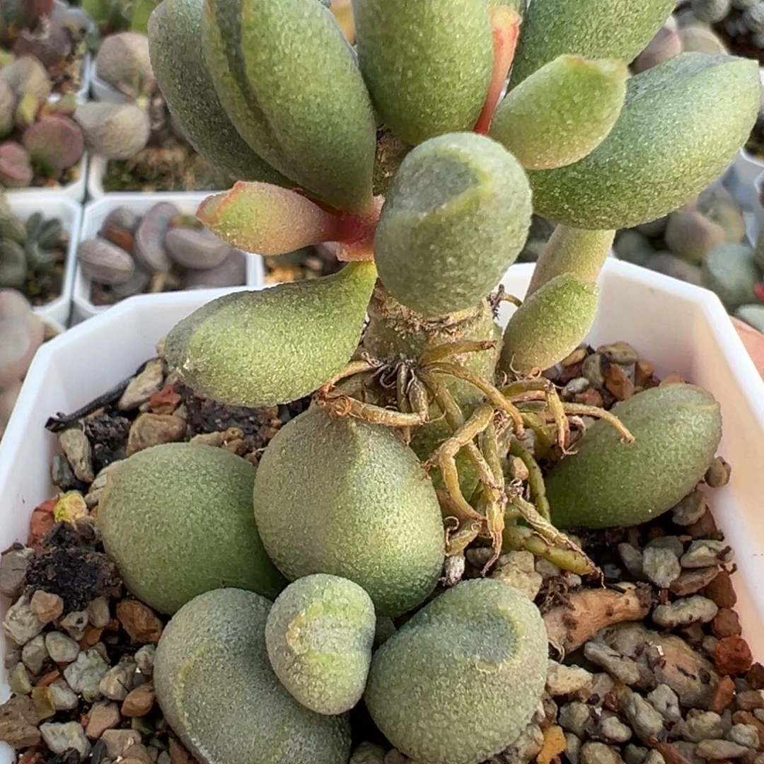 冰晶哈密瓜老桩多肉植物水泡