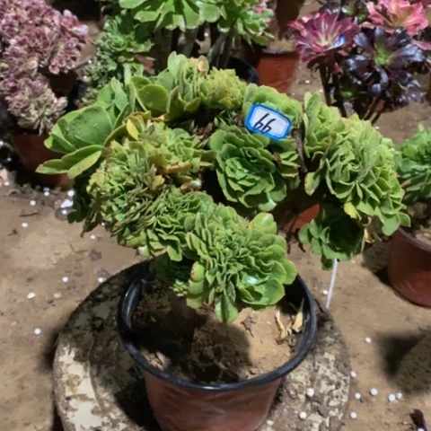 绿杨蓉缀一物一拍