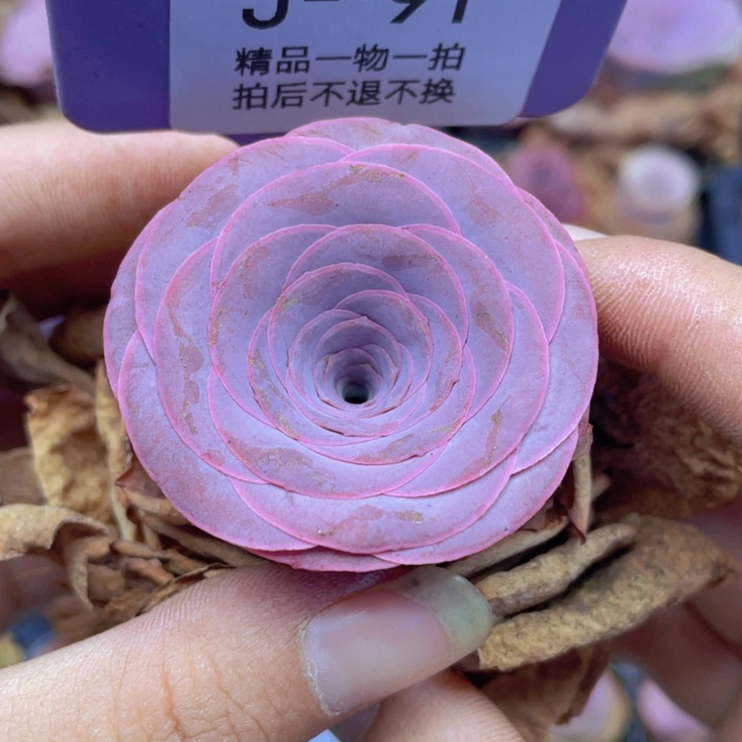 涅***生山地玫瑰J91满38包邮裸根发货