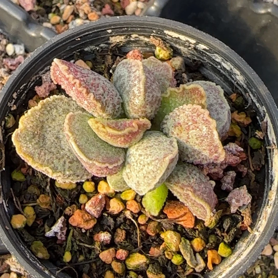 花螺水泡多肉植物