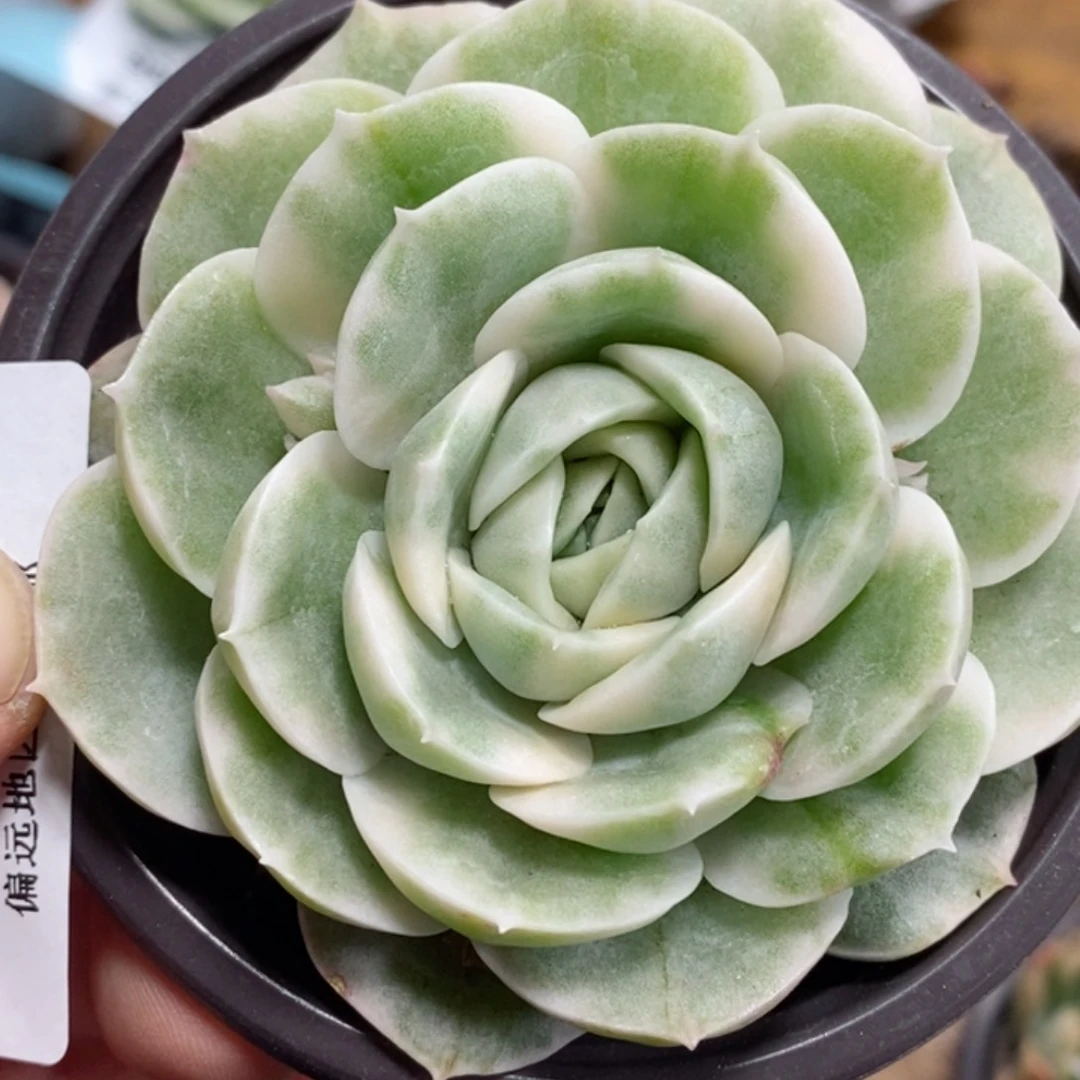 423昂斯诺锦  小方花圃一物一拍