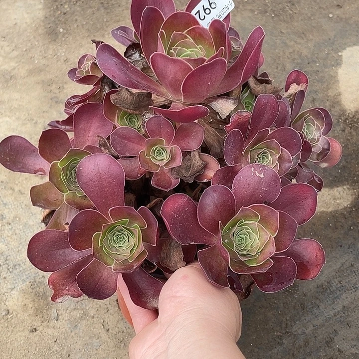 992魅金玫瑰多肉植物法师