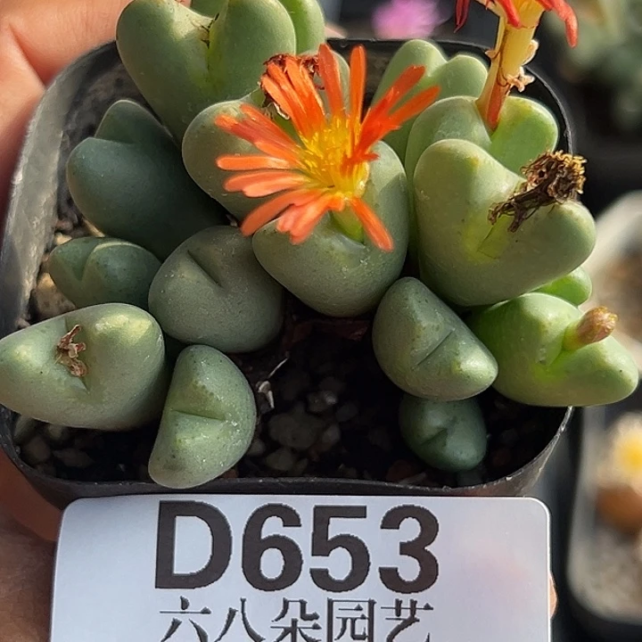 653号特价少将wzzyyyxyxx