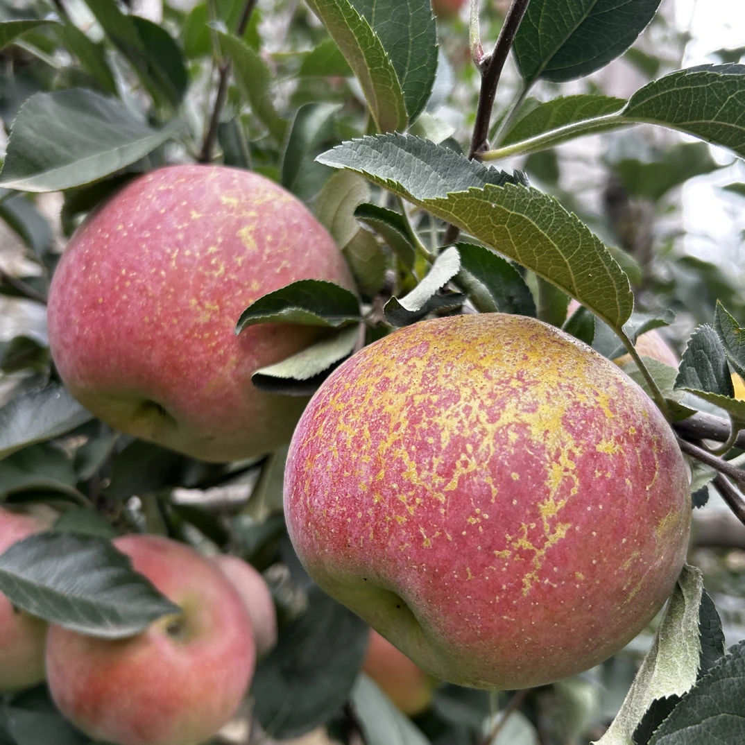 （2025年头茬鲜果）新鲜四川大凉山盐源冰糖丑苹果 脆甜好吃