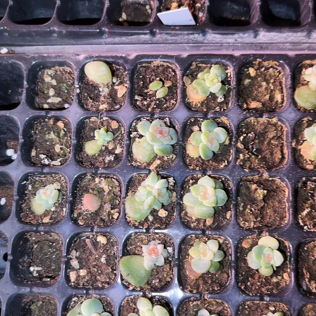 初夏粉心中苗穴一个满25包邮