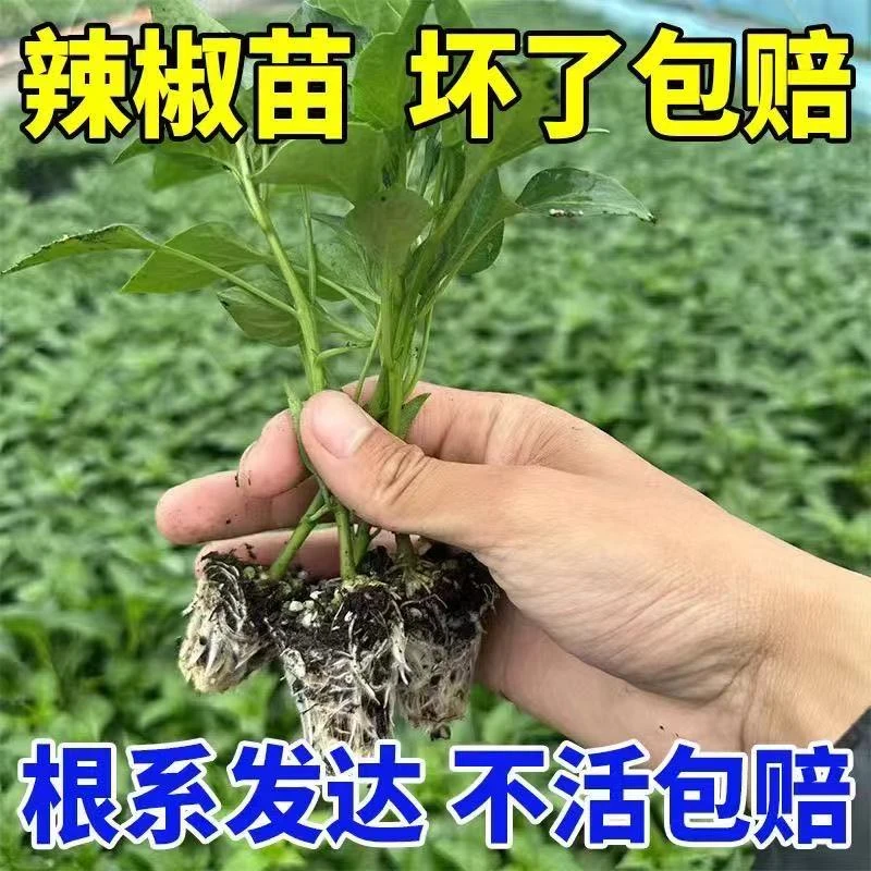 各种带土蔬菜苗组合