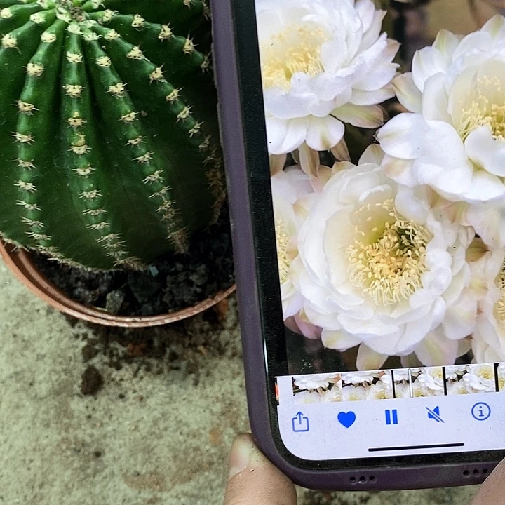 白娇妹仙人球，wtuioo