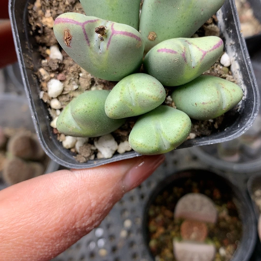 B385多肉植物保护研究所